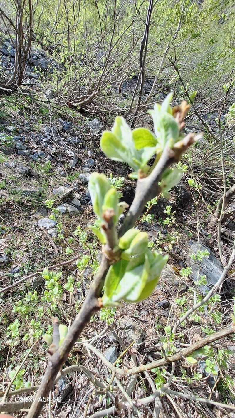 Salix laggeri photo 3