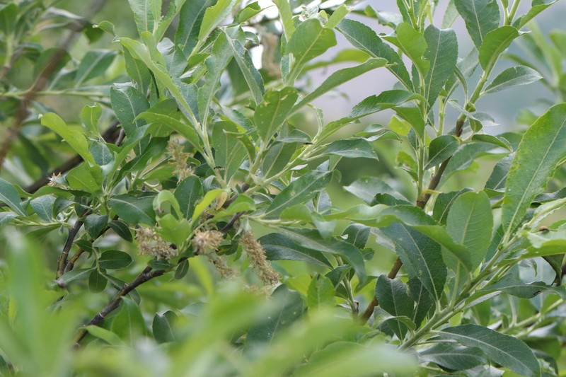 Salix laggeri photo 4