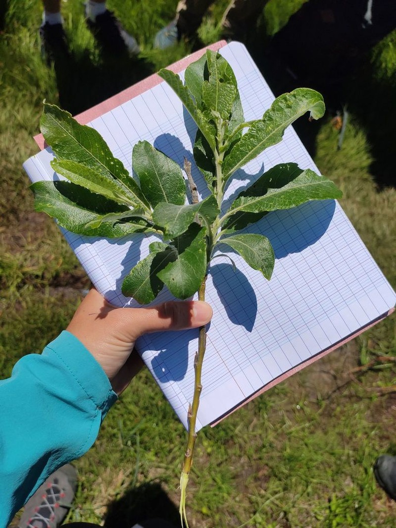 Salix laggeri photo 5