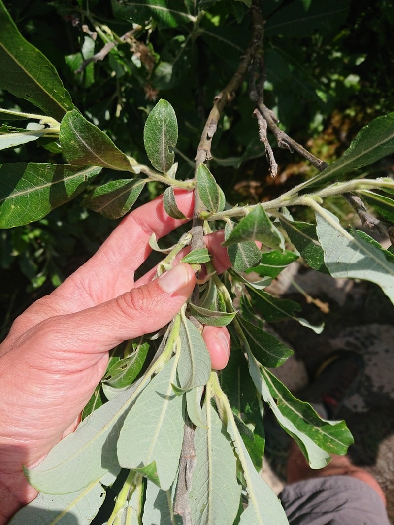 Salix laggeri photo 6