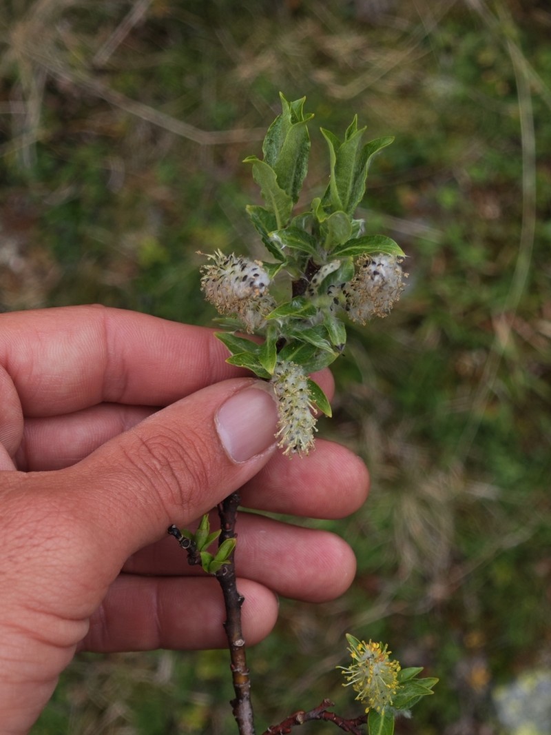 Salix laggeri photo 7
