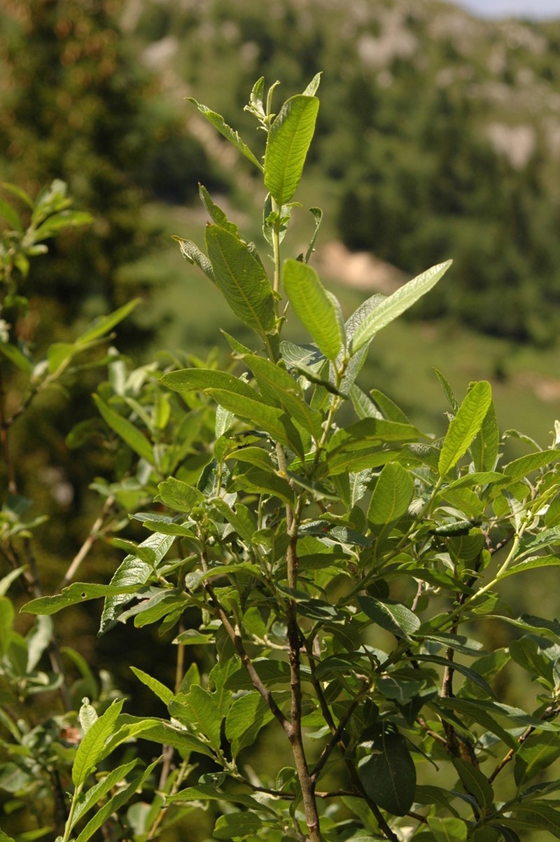 Salix laggeri photo 8