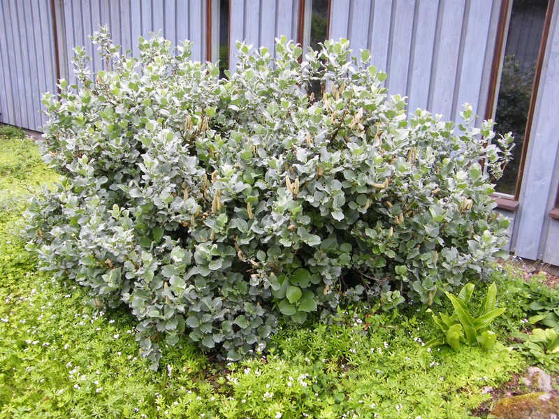Salix lanata photo 2