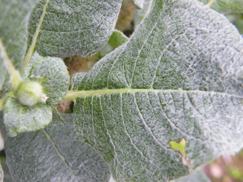 Salix lanata photo 3