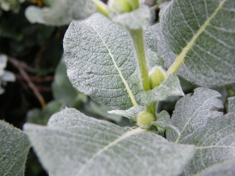 Salix lanata photo 4