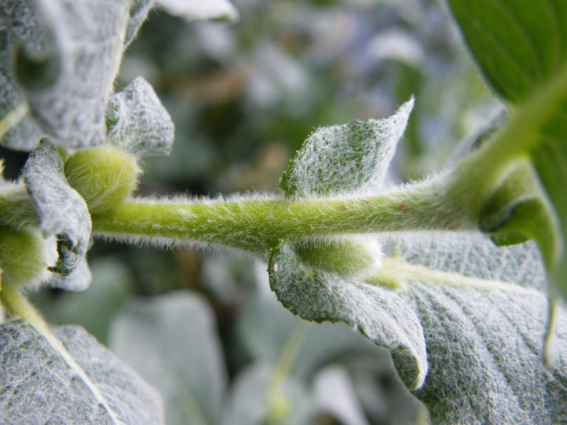 Salix lanata photo 5