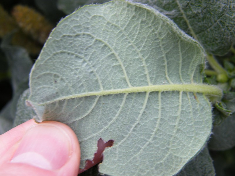 Salix lanata photo 6