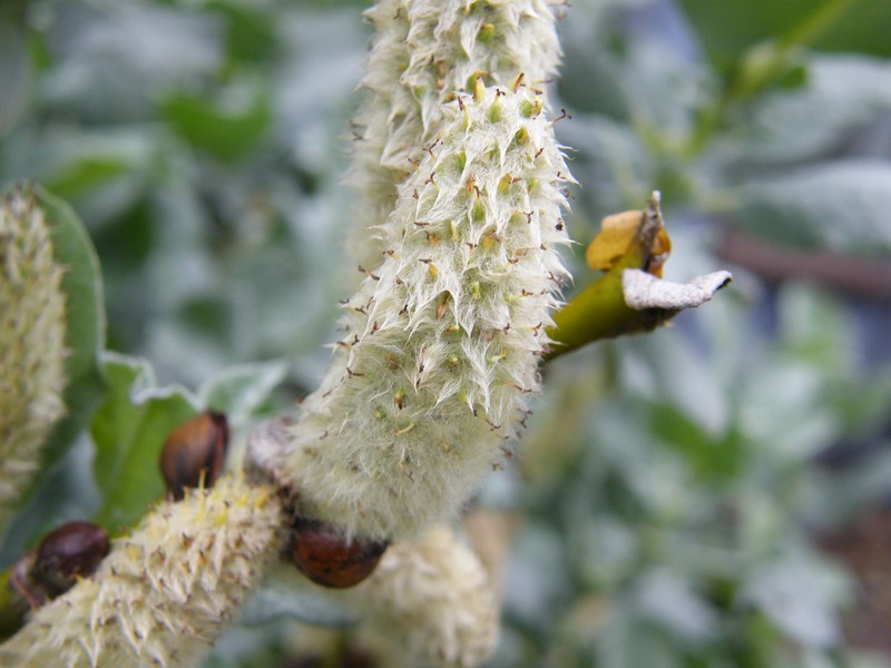 Salix lanata photo 7
