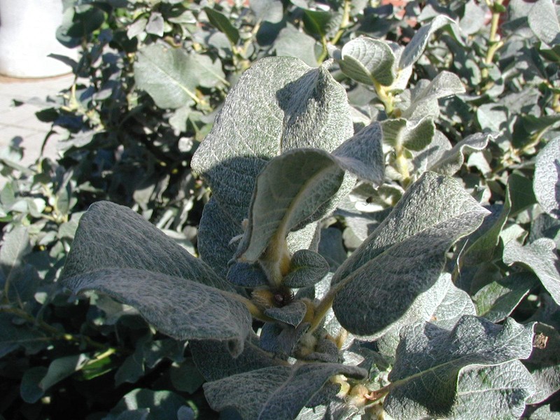 Salix lanata photo 8
