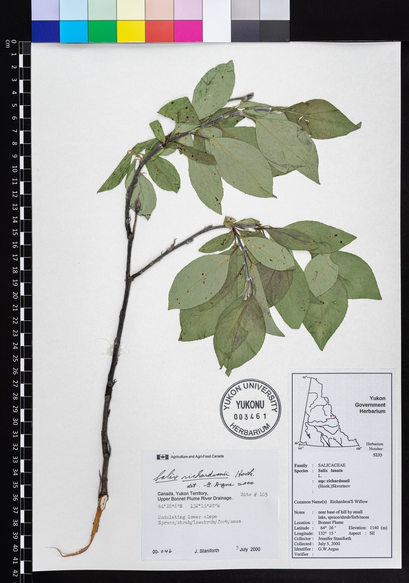 Richardson's Willow photo 5