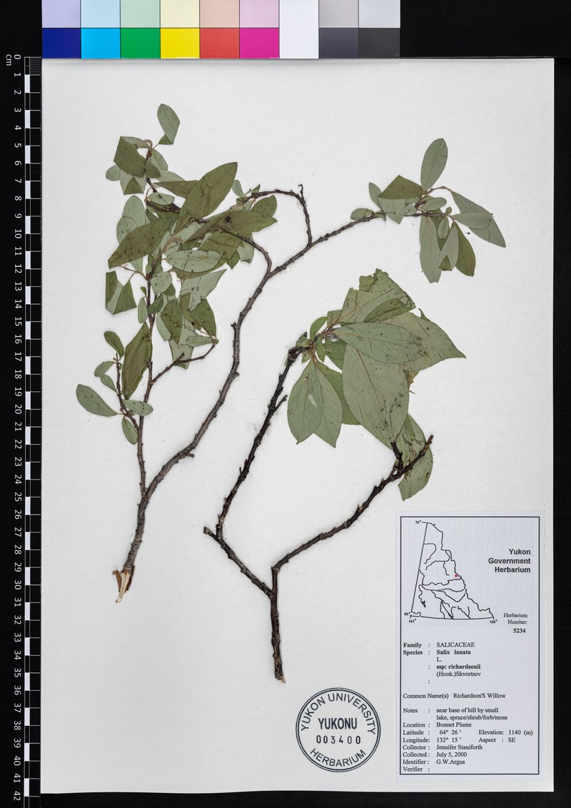 Richardson's Willow photo 6