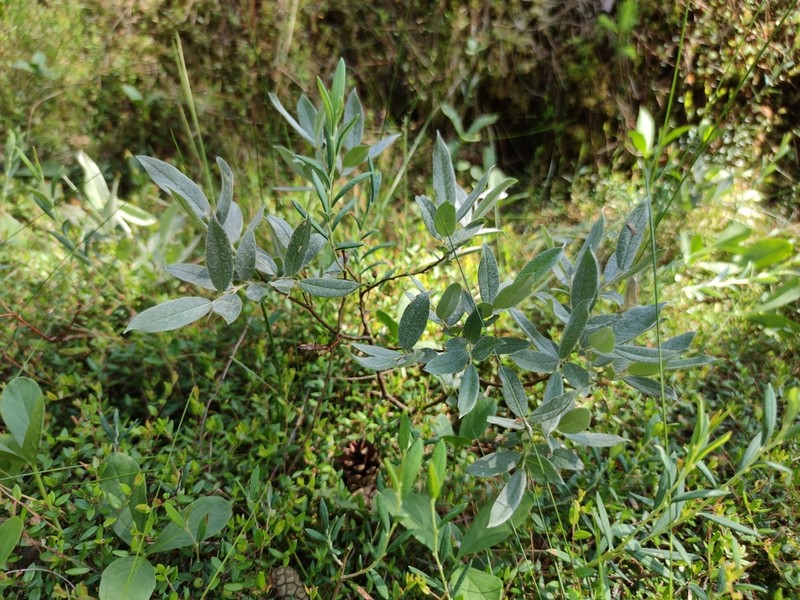 Downy Willow photo 6