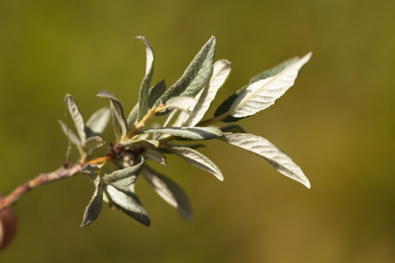 Downy Willow photo 7