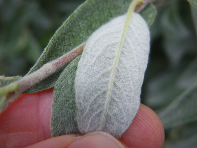 Downy Willow photo 3