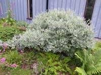 Downy Willow