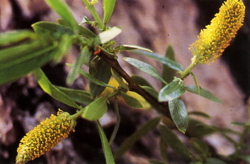 Salix lasiandra