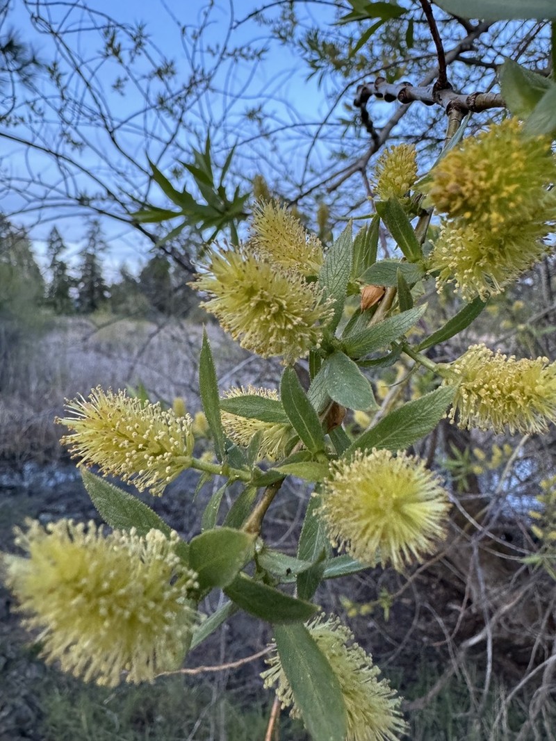 Salix lasiandra photo 2