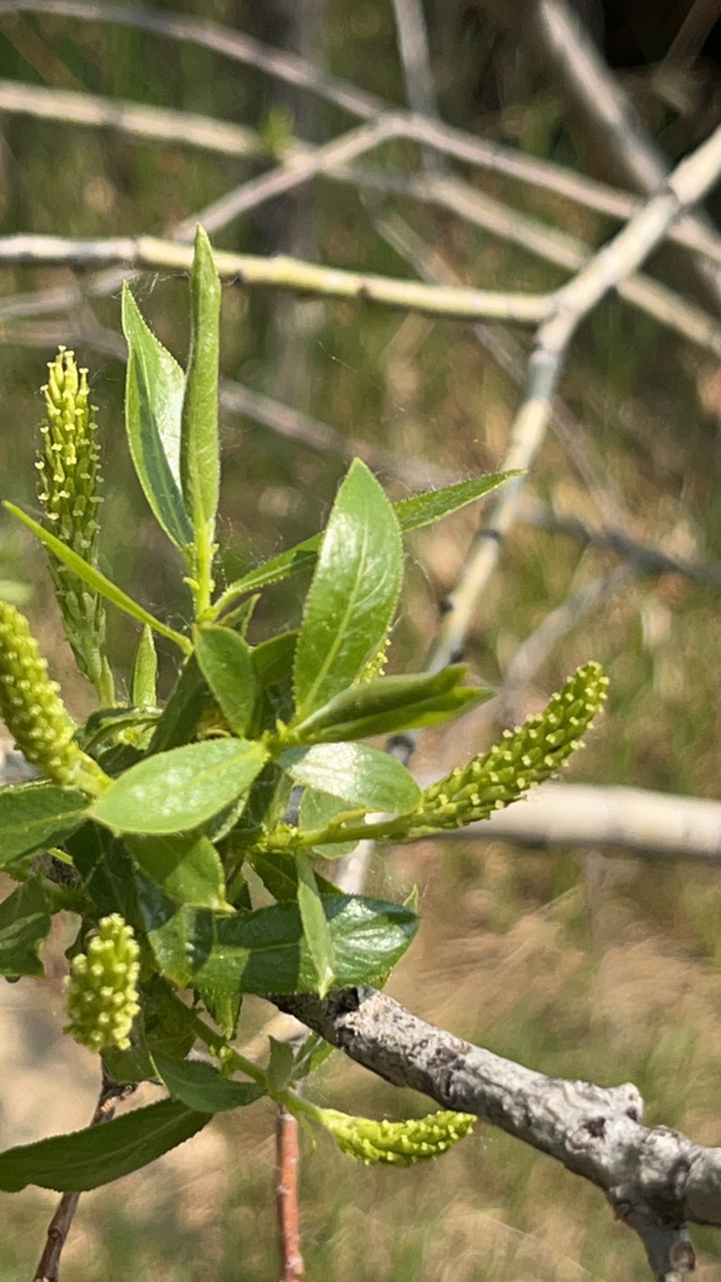 Salix lasiandra photo 3