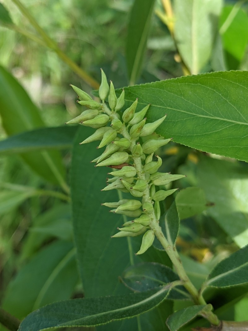 Salix lasiandra photo 4