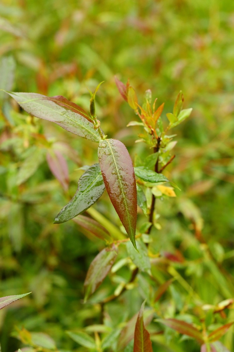 Salix lasiandra photo 5