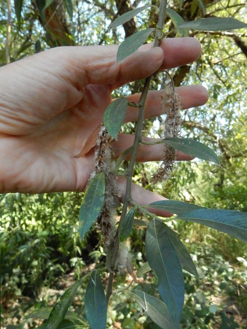 Salix lasiandra photo 6