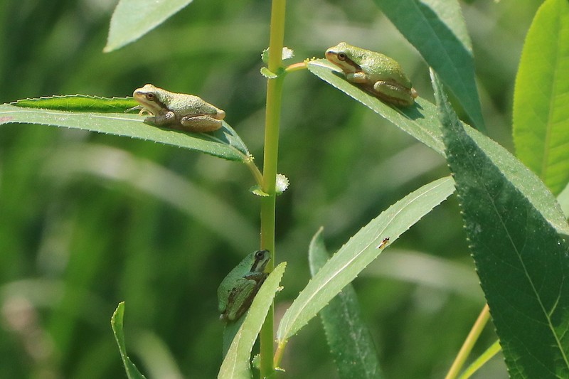 Salix lasiandra photo 7