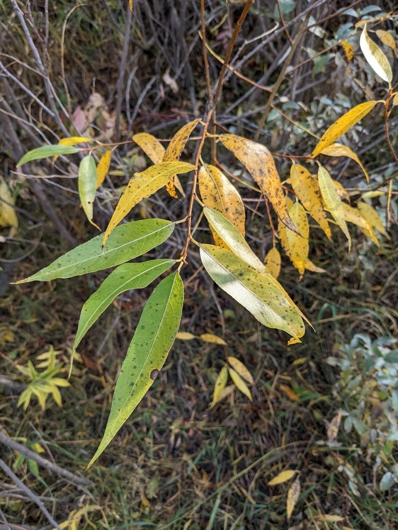 Salix lasiandra photo 8