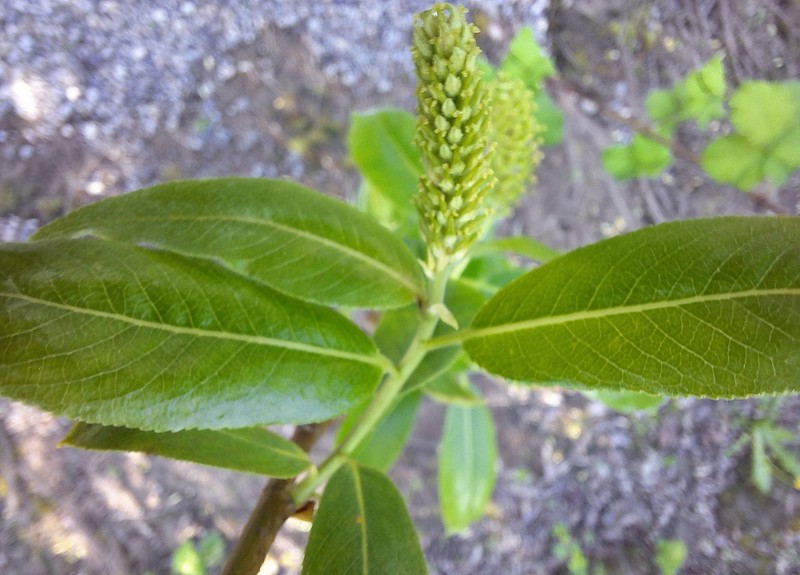 Salix lasiandra var. caudata