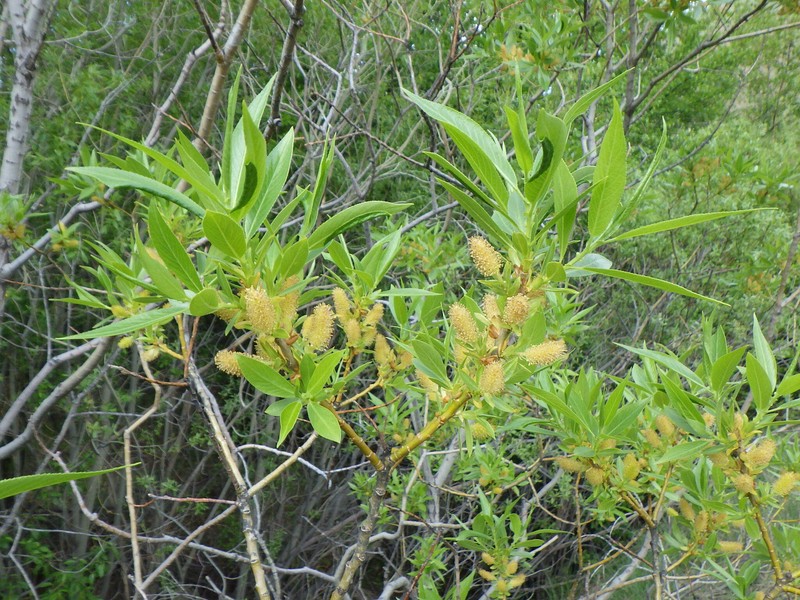 Salix lasiandra var. caudata photo 2