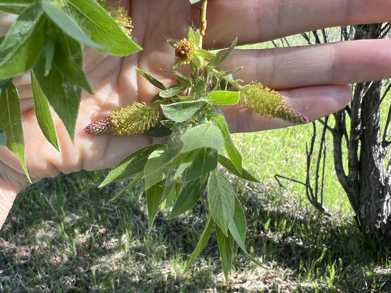 Salix lasiandra var. caudata photo 3