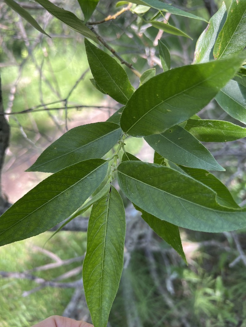 Salix lasiandra var. caudata photo 4