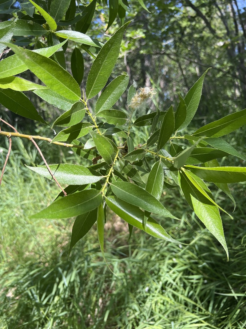 Salix lasiandra var. caudata photo 5