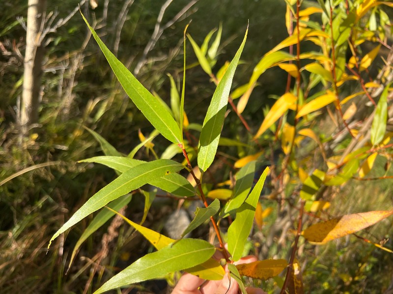 Salix lasiandra var. caudata photo 6