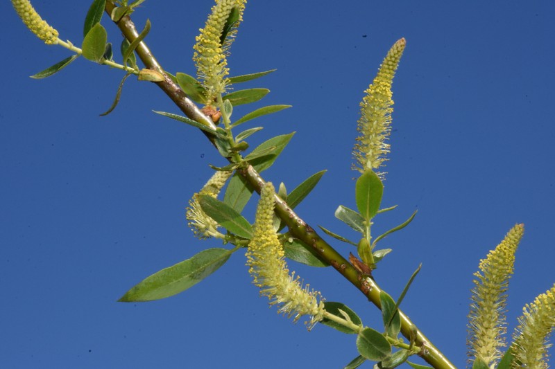 Salix lasiandra var. caudata photo 7