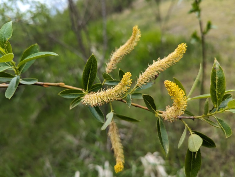 Salix lasiandra var. caudata photo 8