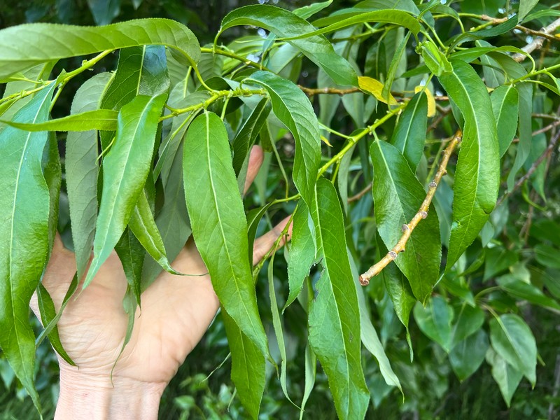 Salix lasiandra var. lasiandra