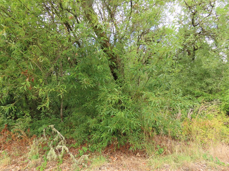 Salix lasiandra var. lasiandra photo 2