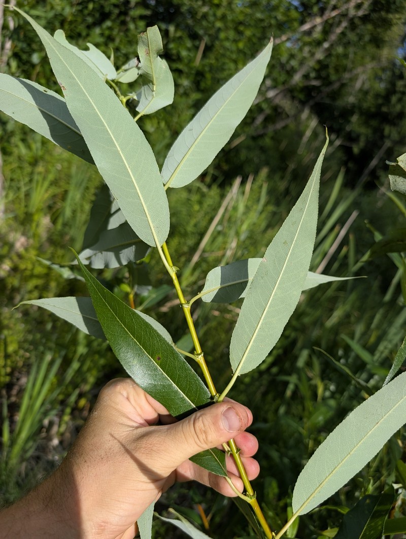 Salix lasiandra var. lasiandra photo 3