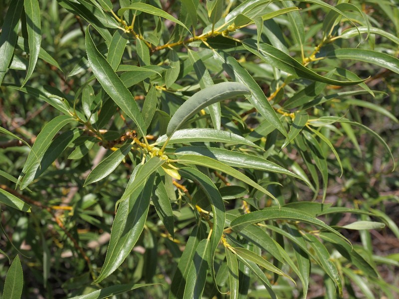 Salix lasiandra var. lasiandra photo 4