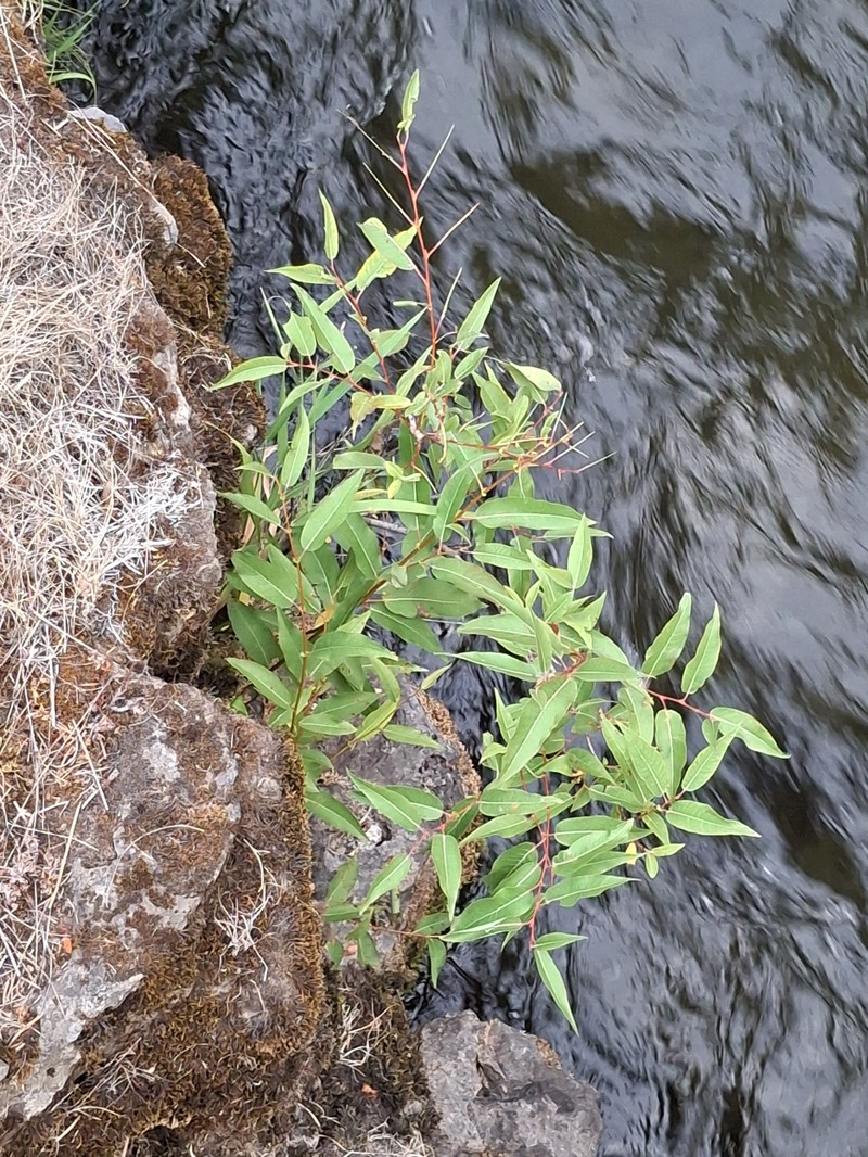 Salix lasiandra var. lasiandra photo 5