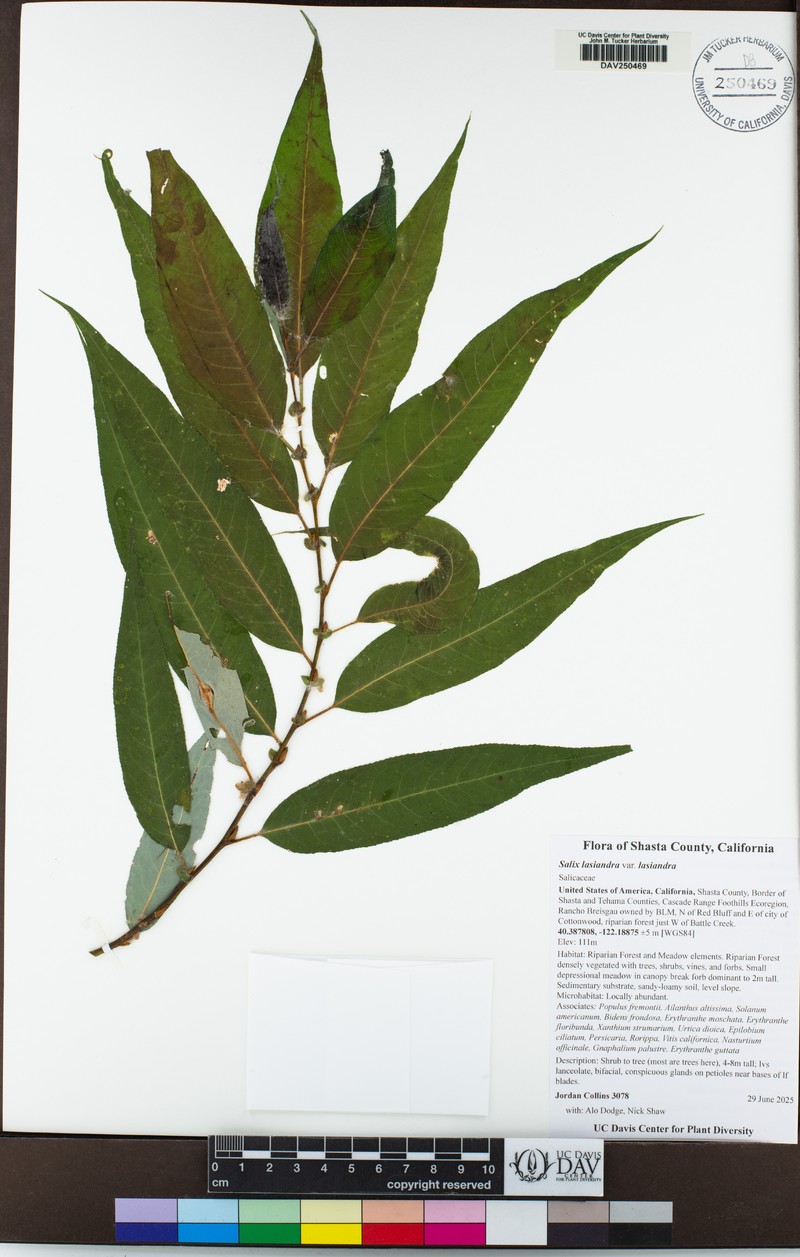 Salix lasiandra var. lasiandra photo 6