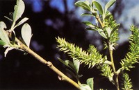 Arroyo Willow