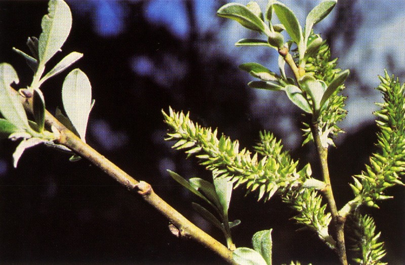 Arroyo Willow