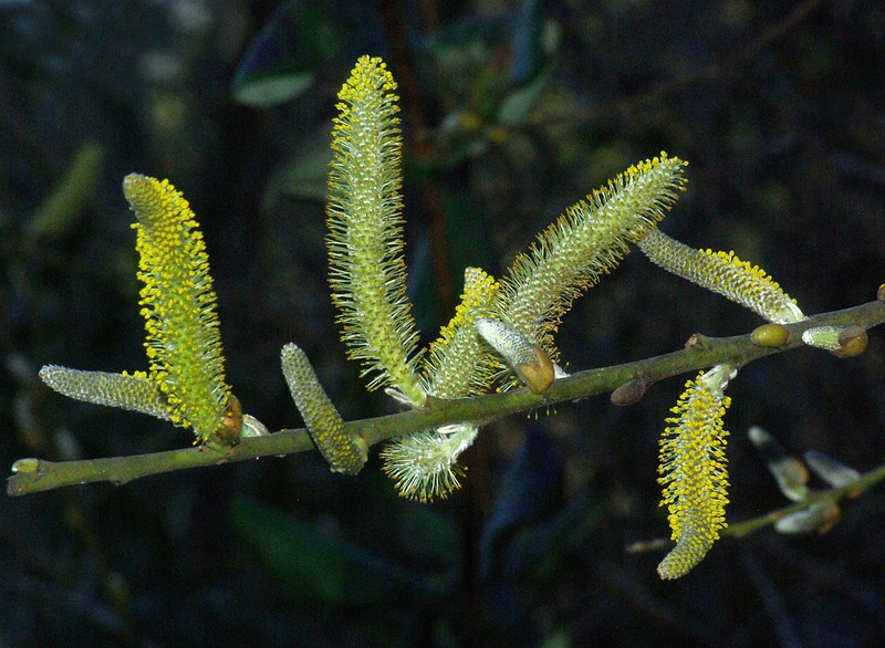 Arroyo Willow photo 3