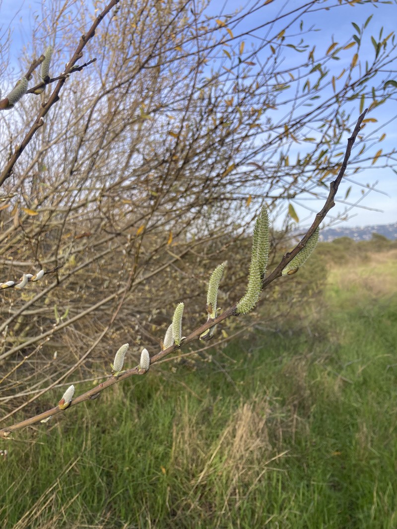 Arroyo Willow photo 4