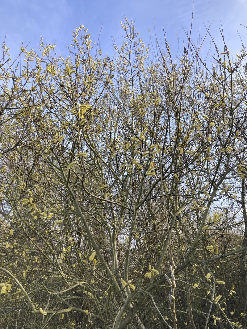 Arroyo Willow photo 5