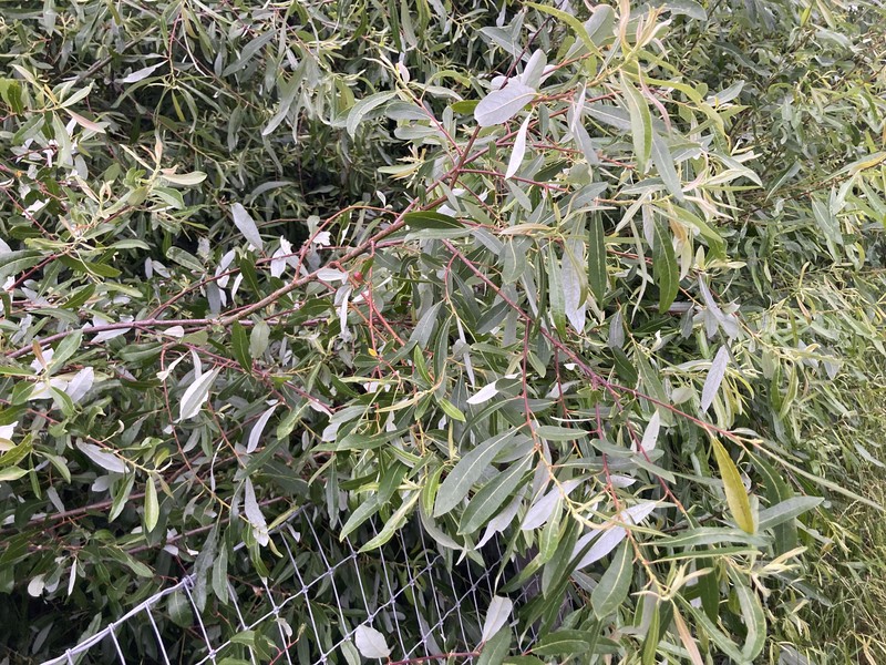 Arroyo Willow photo 6