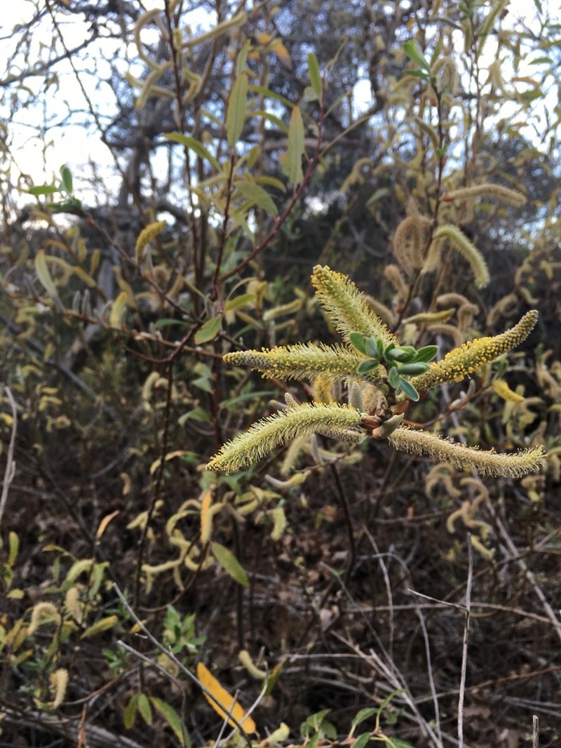 Arroyo Willow photo 7