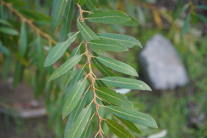 Arroyo Willow photo 8