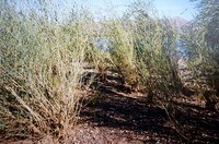 Salix ledebouriana